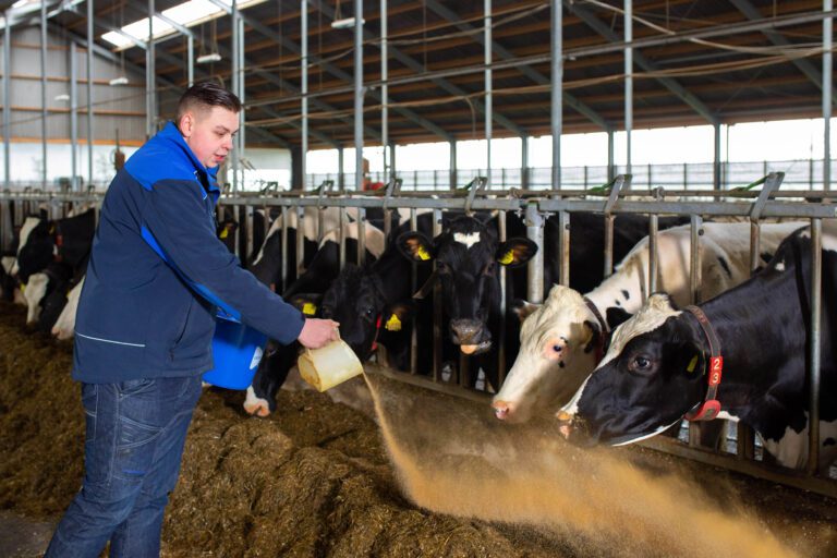In een ruime, moderne koeienstal staat een man in een blauw jack en jeans. Hij strooit voer voor een rij koeien die staan te eten achter een hek. De stal is licht en voorzien van een stevig dak met metalen steunbalken. De atmosfeer is rustig en de koeien staan dicht bij elkaar, gefocust op het voer. Foto door Jan Buwalda, Groningen.